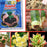 Rapid Rooting Powder (6 PACKS)-gadget mae