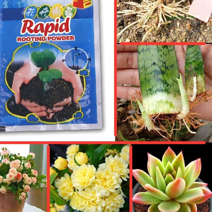 Rapid Rooting Powder (6 PACKS)-gadget mae
